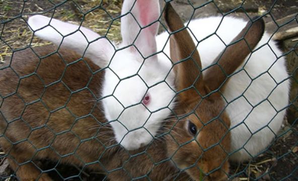 Rabbit Netting